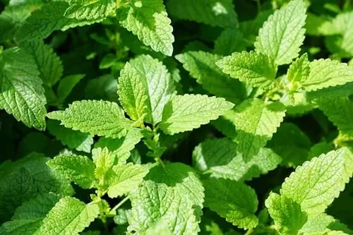 Maaari bang Kumain ang mga Kuneho ng Mint Leaves? Mga Katotohanan sa Kaligtasan na Sinuri ng Vet & FAQ