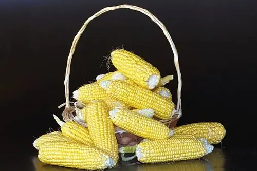 Voivatko kanit syödä maissia? Eläinlääkärin tarkistamia faktoja & FAQ