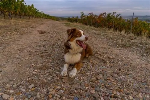 למה כלבים מתגלגלים בעפר? 7 סיבות נפוצות