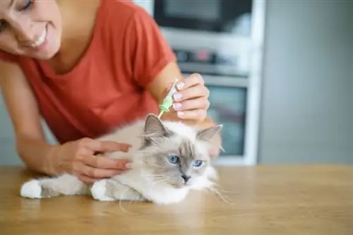 Cara Menghilangkan Kutu pada Anak Kucing Dengan Cepat & Dengan Berkesan: Fakta Disemak Doktor & Petua