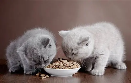На каква възраст котенцата могат да ядат суха храна? Ветеринарно прегледани факти & ЧЗВ