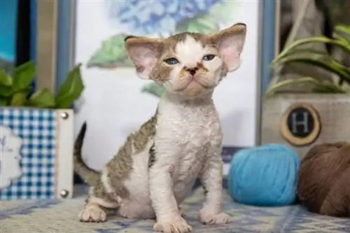 ¿Por qué mi gatito estornuda?: 8 razones revisadas por veterinarios