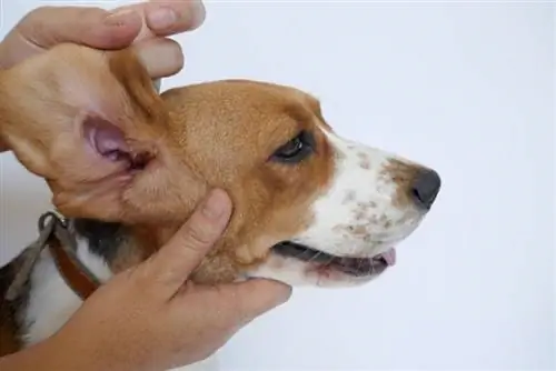 मेरे कुत्ते के कान से बदबू क्यों आती है: 5 पशु-चिकित्सक-समीक्षित कारण