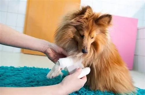 Môžete dať Neosporin psovi? Fakty skontrolované veterinárom & často kladené otázky