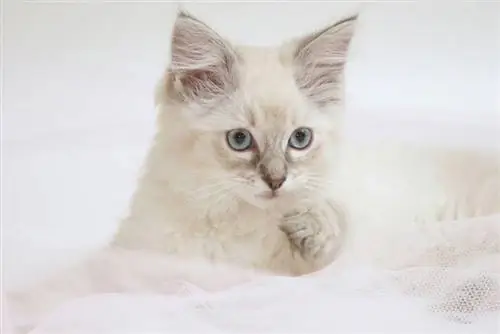 Lilac Ragdoll Cat: Fakta, Asal Usul & Sejarah (Dengan Gambar)