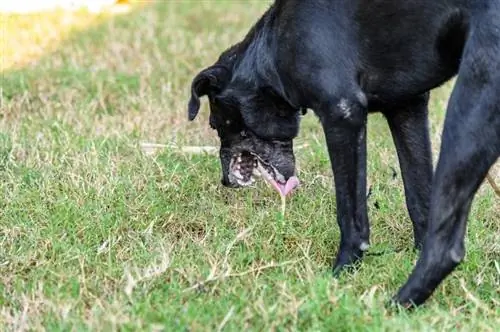 Kodėl šunys valgo savo vėmalus? Priežastys & Ką daryti