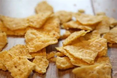 I gatti possono mangiare i Doritos? Fatti & Domande frequenti