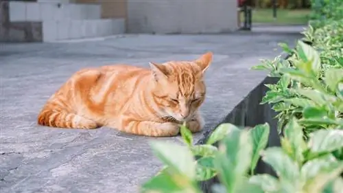 Cat Loafing: O que significa & Por que eles fazem isso