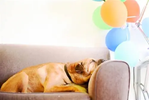 Γιατί ο σκύλος μου γλείφει τον καναπέ; Λόγοι & Τι να κάνετε