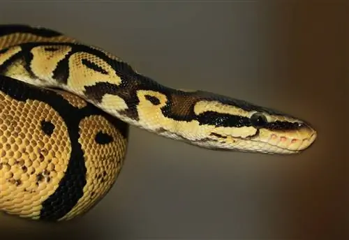 Paradox Ball Python Morph: Mga Katangian, Kasaysayan, Mga Larawan & Pangangalaga