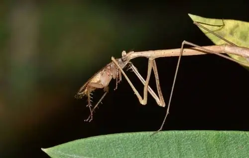 ماذا تأكل حشرات عصا المشي في البرية & كحيوانات أليفة؟ التغذية & النظام الغذائي