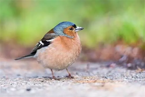 Què mengen els pinsans en estat salvatge i com a mascotes? Nutrició & Fets de la dieta