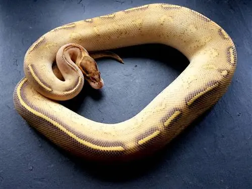 Highway Ball Python Morph: Rasgos, & Cuidado (con imágenes)