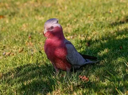 Βρέθηκαν 9 είδη Cockatoo στην Αυστραλία (με εικόνες)