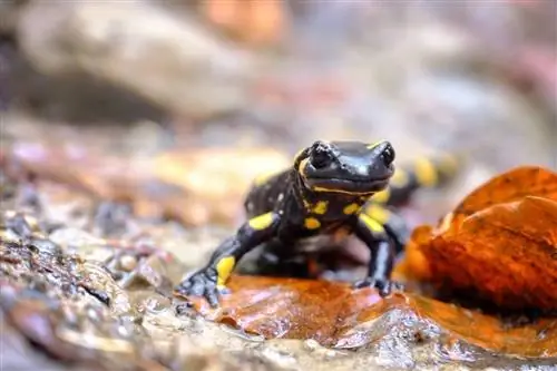 5 salamandres trouvées dans l'Ohio (avec photos)