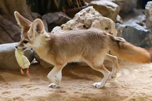 Vad äter Fennec-rävar? Nutrition & Dietfakta