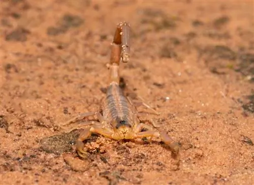 18 Scorpion Ditemui di Texas (dengan Gambar)