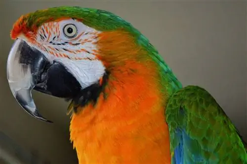 Jak se spojit se svým papouškem: 8 odborných tipů