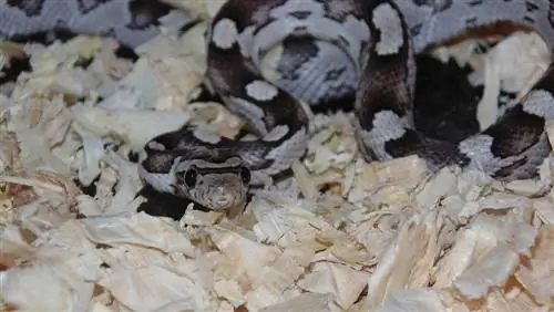 As cobras dão à luz pela boca? Reprodução Fatos & FAQ