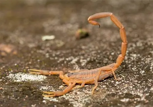 Scorpions encontrados em Oklahoma (com fotos)