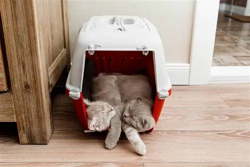 Como colocar um gato em uma caixa de transporte: 9 dicas de especialistas
