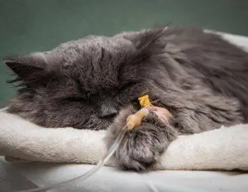 Kennelköhögés macskákban: Állatorvos által felülvizsgált jelek, okok & Kezelés