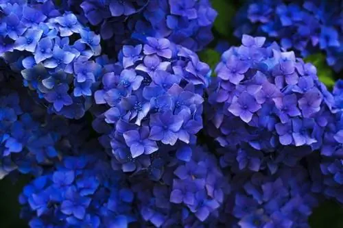 Apakah Hydrangea Beracun untuk Kucing? Fakta-fakta penting