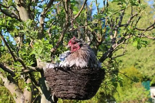 Skunks mănâncă pui? Cum să-i ții departe