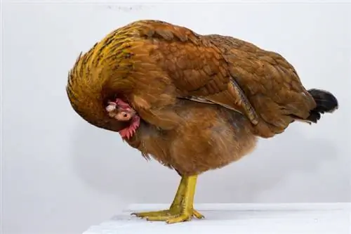 Kdy byla kuřata domestikována & Jak? Původ & Evoluční historie
