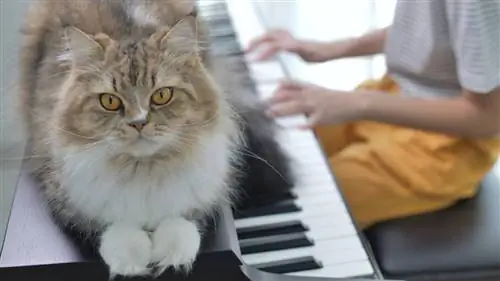 Mají kočky rády hudbu? Co říká věda