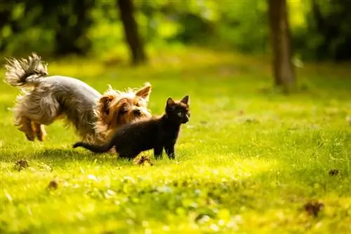 למה כלבים רודפים אחרי חתולים? 4 סיבות & איך לעצור את זה