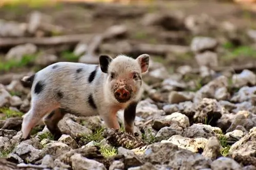 Quelle est la plus petite race de porc ? Teacup Pig Facts & Quelle taille ils obtiennent