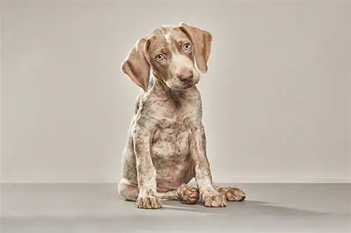 Piebald Weimaraner: Mga Katotohanan, Pinagmulan & Kasaysayan (may mga Larawan)