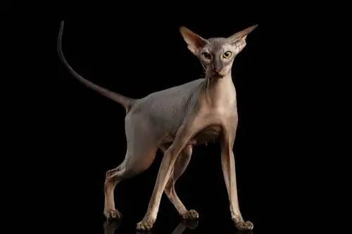 Peterbald Cat: Cins haqqında məlumat, Şəkillər, Temperament & Xüsusiyyətlər