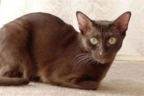 Havana Brown Cat: informacje o rasie, zdjęcia, temperament & Cechy