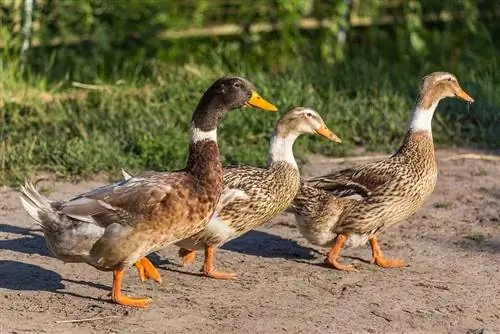 Abacott Ranger Duck: Pictures, Info, Traits, & Care Guide