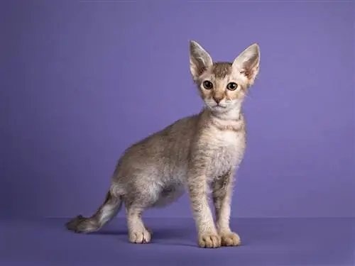 LaPerm Cat: informacje o rasie, zdjęcia, temperament & Cechy