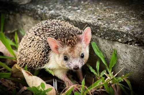 Maaari Bang Umakyat ang Hedgehogs? Anong kailangan mong malaman