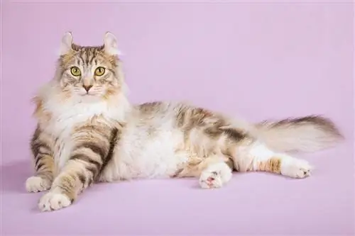 American Curl Cat Breed: Maelezo, Picha, Halijoto na Sifa