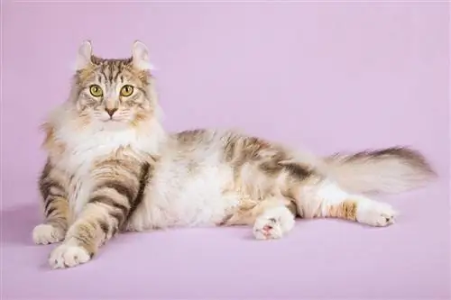 American Curl Cat Breed: Impormasyon, Mga Larawan, Ugali, at Mga Katangian