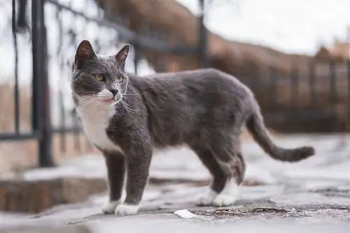 Kucing Brazilian Shorthair: Info Trah, Gambar, Temperamen & Sifat