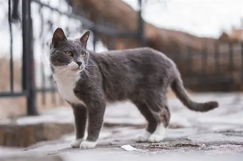 Gato brasileño de pelo corto: información de la raza, imágenes, temperamento & Rasgos