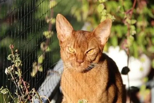 Chausie Cat: Breed Info, Pictures, Temperament & Traits