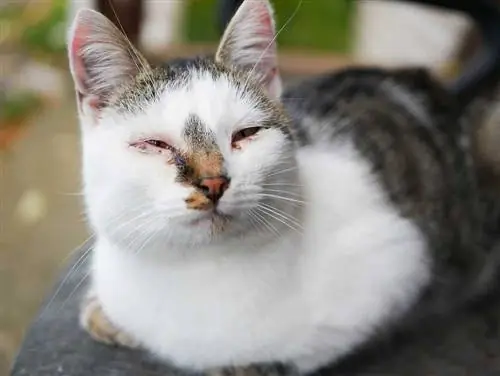 Konjuktiviti tek macet (syri rozë): Shkaqet e rishikuara nga veterineri, këndojnë & Trajtimi
