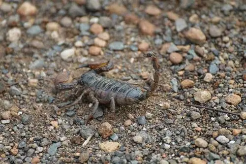 Co zrobić, jeśli kot użądli skorpiona: objawy sprawdzone przez weterynarza & Leczenie