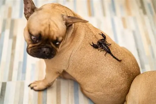 Wat om te doen as jou hond deur 'n Skerpioen gesteek word? (Veearts goedgekeur)