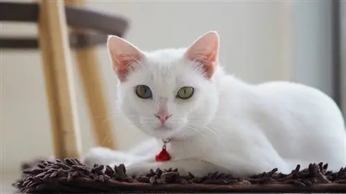 Khao Manee (Diamond Eye Cat): Info, billeder, temperament & Træk