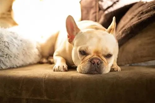 Cream French Bulldog: Fakta, Sejarah & Asal (Dengan Gambar)