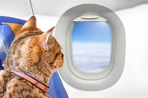 Wie geht eine Katze im Flugzeug auf die Toilette? 5 Tipps zur Reiseplanung