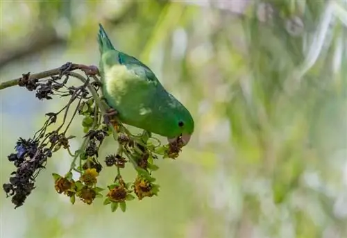 10 Spesies Parrotlet Teratas yang Menjadikan Haiwan Kesayangan (dengan Gambar)